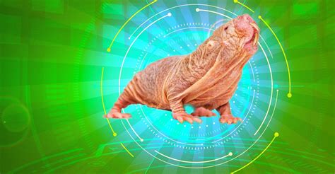 The Naked Truth The Naked Mole Rat Streaming