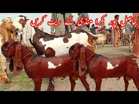 HasilPur Bakra Mandi حاصل پور بکرا منڈی کے تازہ ریٹ چیک پیور مکھی چینے