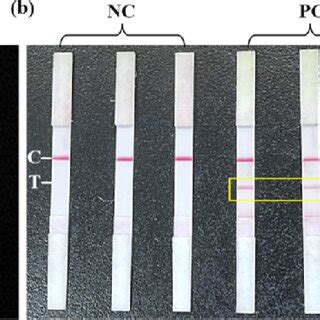 Screening Of Raa Primers And Optimization Of The Lf Raa Reaction