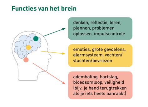 Werking Van Het Brein En Meer Jufmargot