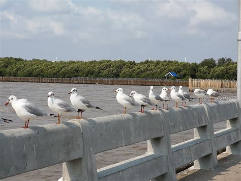 Seagull Ocean Animal Free Photo On Pixabay