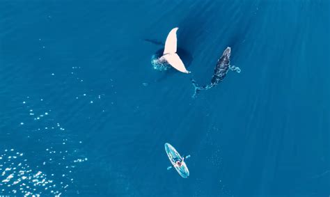 Australian Kayaker Shares Rare Footage Of Encounter With Tail Sailing