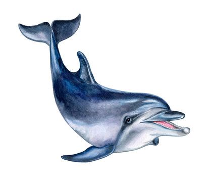 Realistic Dolphin Drawing