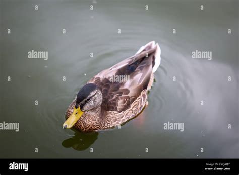 mallard duck   pond  mallard   bird species  belongs