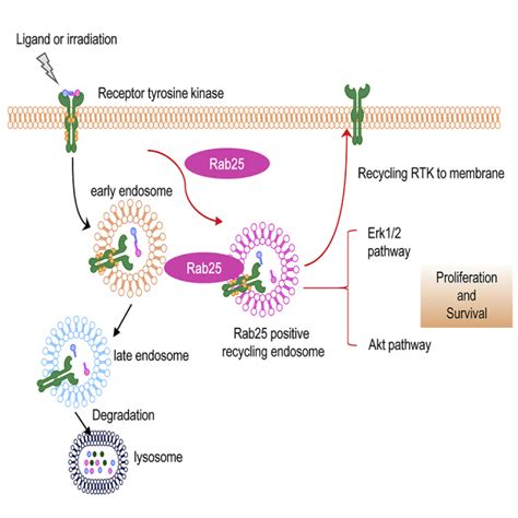 Rab Mediated Egfr Recycling Causes Tumor Acquired Radioresistance