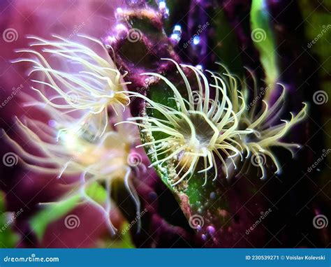 Aiptasia Most Common Pests In Marine Aquarium Tank Stock Image