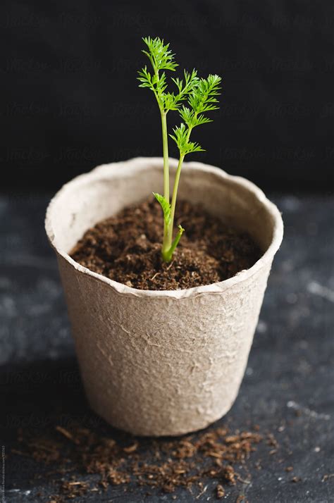 "Carrot Seedling Growing In Peat Pot" by Stocksy Contributor "Dobránska