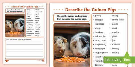 Describe The Guinea Pigs Writing Activity Sheet Twinkl