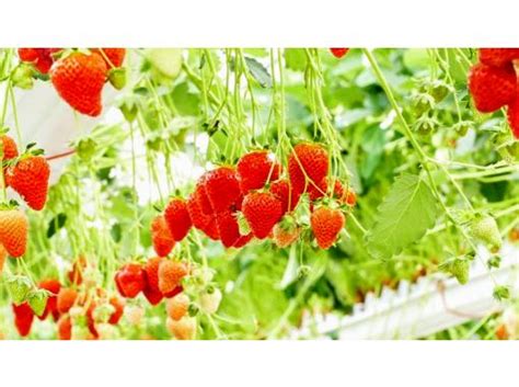 Strawberry Picking In Japan Activityjapan