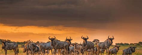 Central Kalahari Map Navigating Wild Heart Of Botswana