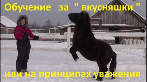 Обучение лошади за "вкусняшки" или на принципах уважения. - YouTube