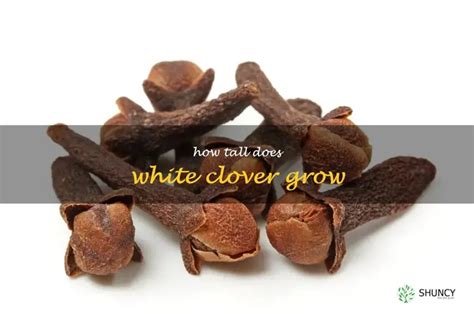 Discovering The Maximum Height Of White Clover A Guide Shuncy