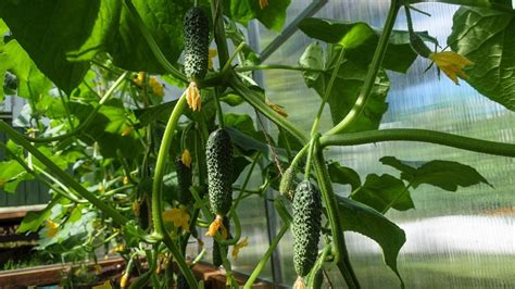 Cómo sembrar pepino en casa Así puedes empezar a cultivar este