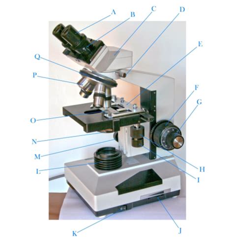 Micro Lab Practical Review Flashcards Quizlet