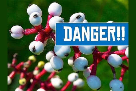 Which Lethal Flower Is Your Revenge?