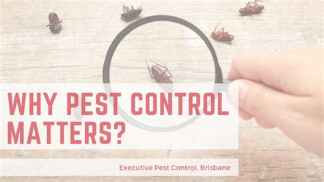 Why Pest Control Matters Executive Pest Control Brisbane