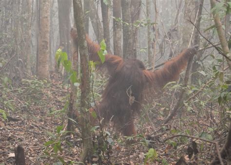 orangutans face 7