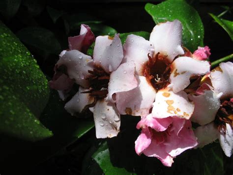 Цветы обои. Основной цвет обоев: Чёрный