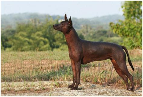 Xolo Dog For Sale Nc Change Comin