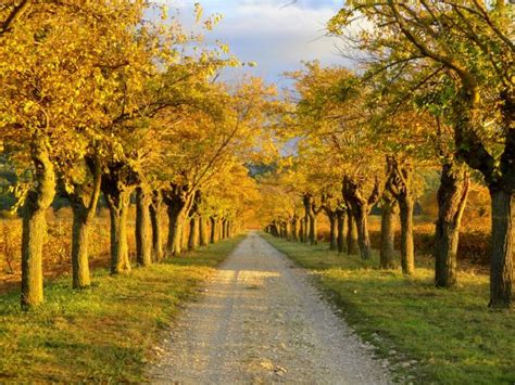 Free Images Tree Nature Path Outdoor Branch Light Wood