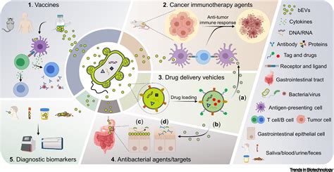 The Tremendous Biomedical Potential Of Bacterial Extracellular Vesicles