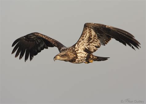 Falcon Images: Bald Eagle Vs Golden Eagle Identification