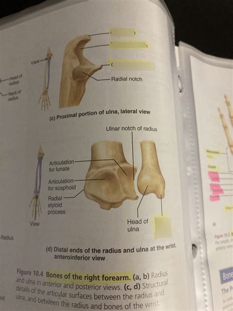 Ulna Diagram Quizlet