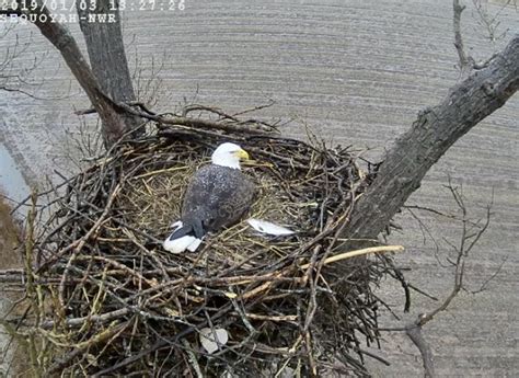 Live Bald Eagle Nest Camera – Sutton Center | Eagle nest, Bald eagle
