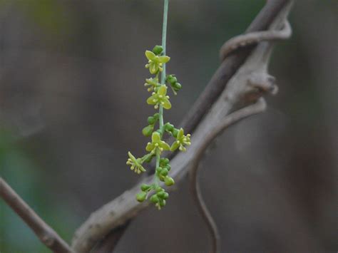 Tinospora Cordifolia Images Useful Tropical Plants