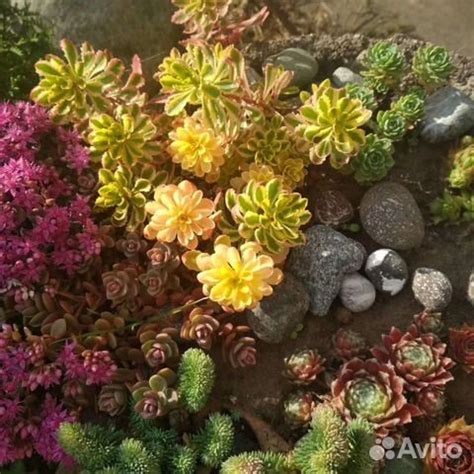 Седум Миддендорфа вариегатный купить в Санкт-Петербурге | Товары для ...