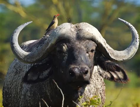 10 Brilliant Buffalo Facts About These Big Bovines