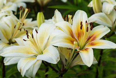 Цветок лилия комнатная: фото в горшке и уход в домашних условиях