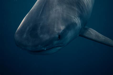 Great White Shark Photos, Download The BEST Free Great White Shark