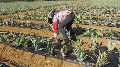 Estudiando Agricultura en Taiwán Plástico y herramientas en siembra de