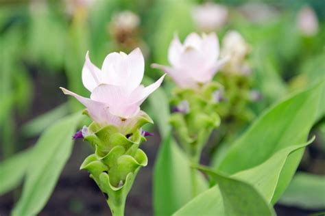 Kurkuma Anbauen So Gelingt S Im Garten Topf