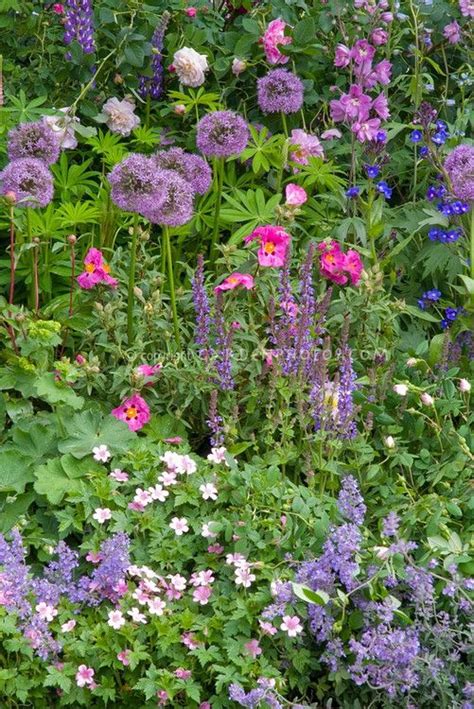 Allium Cistus Nepeta Alchemilla Roses Lupinus Delphinium