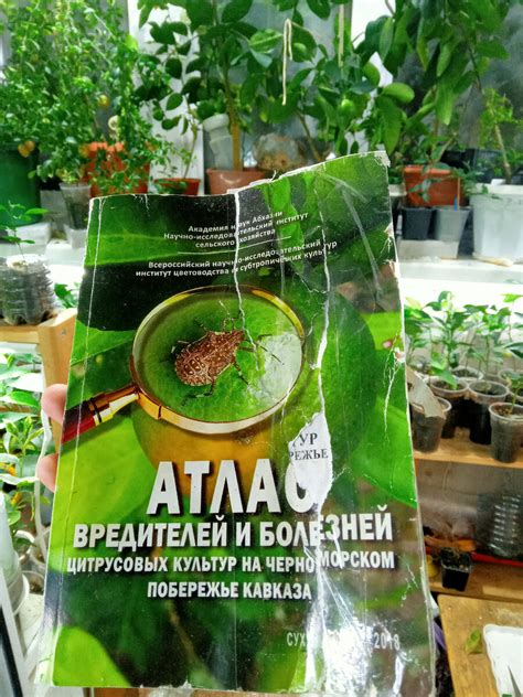 Удобрения для цитрусовых растений, секреты NPK, схема подкормки ...