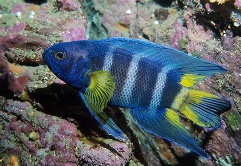 (Paraplesiops) Род ПАРАПЛЕЗИОПСЫ 5 видов