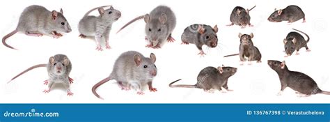 Grey Rat Collection Stock Photo Image Of Isolated Grey 136767398