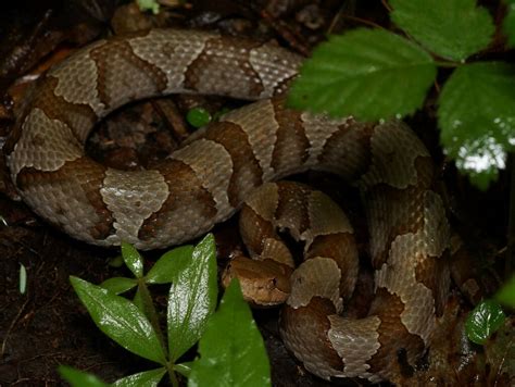 eastern copperhead     max ramey inaturalist
