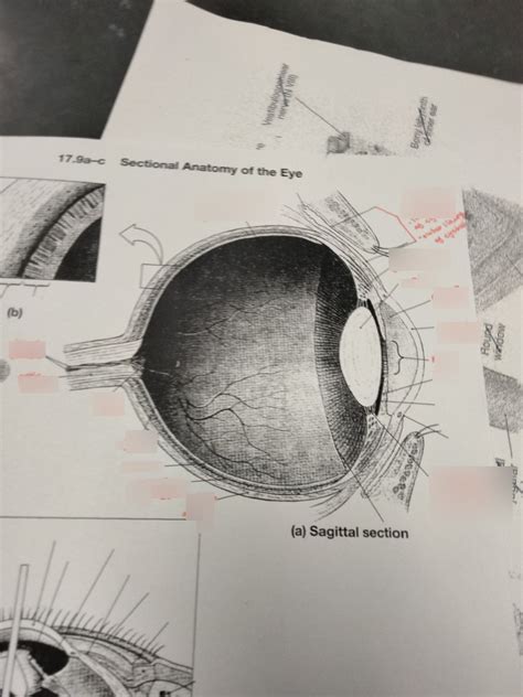 Eye Diagram Diagram Quizlet