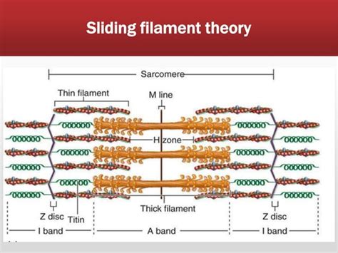 Muscle physiology| Muscle Contraction Mechanism | | PPTX | Internet ... 