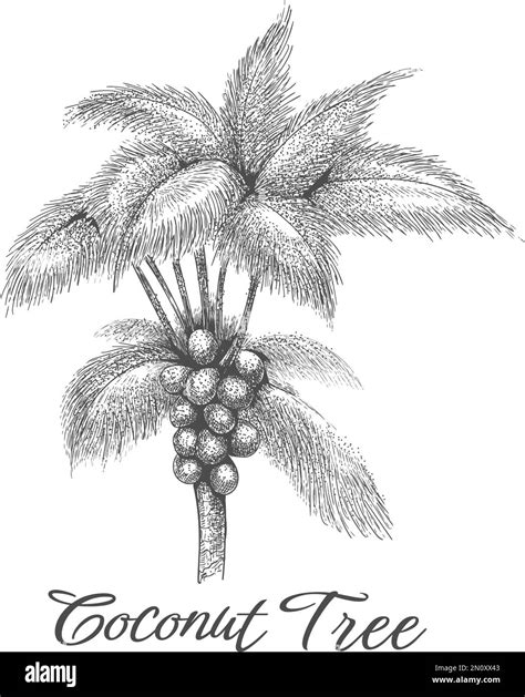 Coconut Palm Tree Sketch Stock Vector Image And Art Alamy