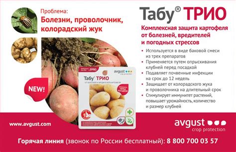 Особенности использования препарата табу для обработки картофеля - всё ...