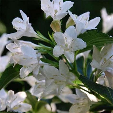 Саженцы вейгелы сноуфлейк купить в Москве по цене от 1600 рублей