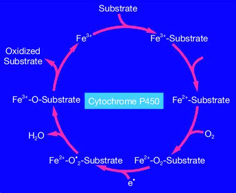 Metabolism of drugs and other substrates through the cytochrome P450... | Download Scientific ...