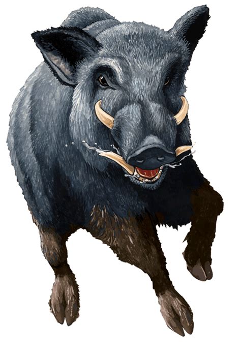 Boar Png Transparent Image Download Size 500x730px