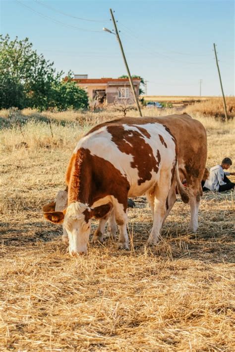 The Benefits Of Urban Farming For Sustainable Living