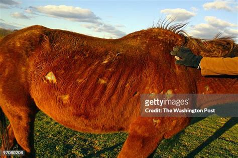 Human Bite Marks Photos And Premium High Res Pictures Getty Images