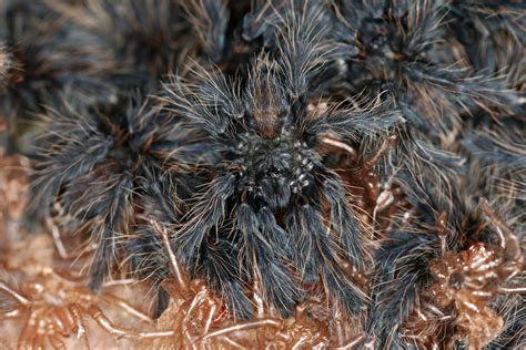 Phormingochilus Sp Sabah Blue 2cm 1 2 Moult Exotic Spiders